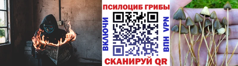 Псилоцибиновые грибы мухоморы Сертолово